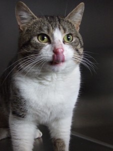 cat rescue charity.jpg cat rescue charity.jpg